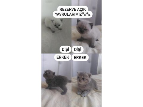 Teslime hazır british shorthair kediler