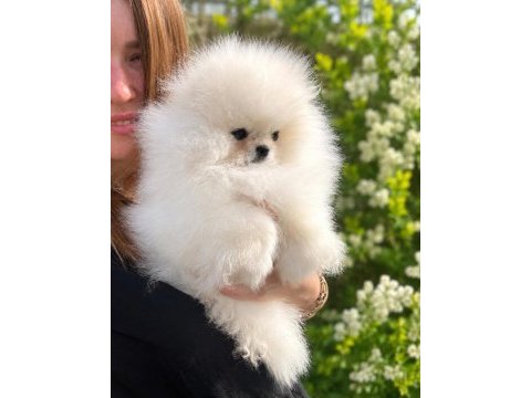 Teacup teddy bear pomeranian