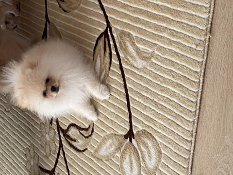 Pomeranian boo