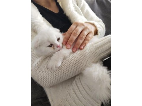 Yavru son scottish fold kedimiz