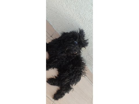 Gecenin dodosu poodle