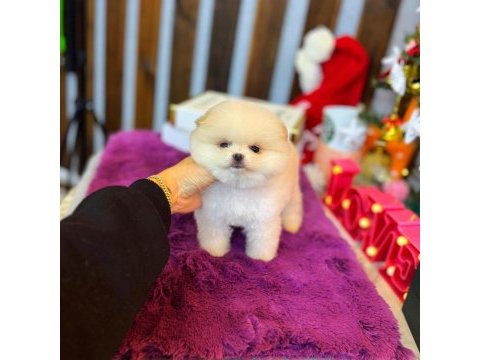 Saf kan pomeranian boo yavrularımız