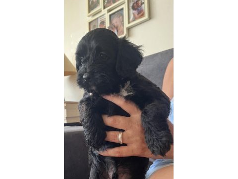 Muhteşem poodle kardeşler