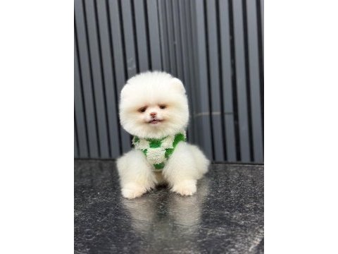 Pamuk şekeri pomeranian boo