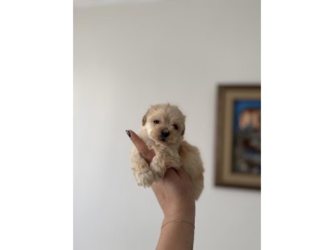 Dişi ve teacup erkek kore maltipoo bebişler