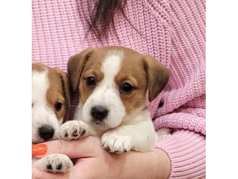 Jack russell bebek köpekler