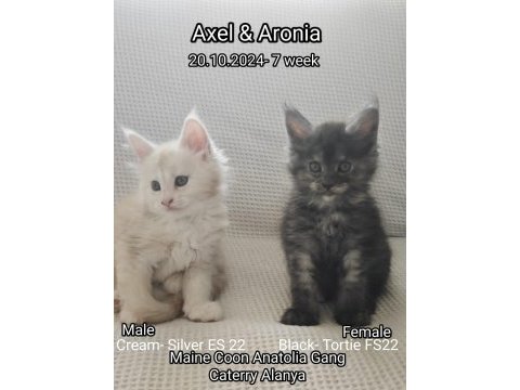 Şecereli maine coon yavrular alanya