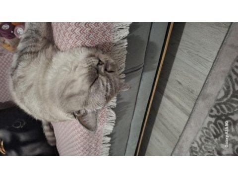 2 yaşında erkek british shorthair