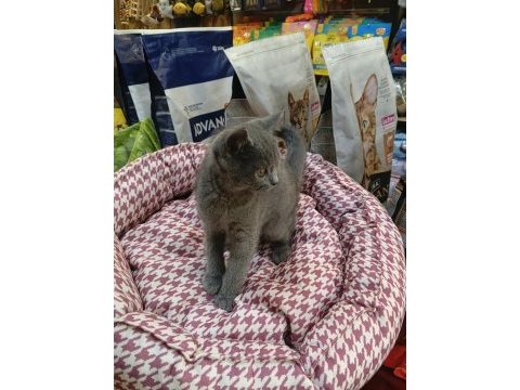 Yavru british shorthair gayet sağlıklı
