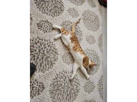 6 aylık sağlıklı sarman