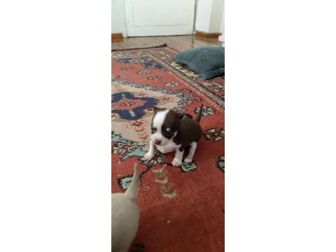 Orjinal 0 beden 45 günlük chihuahua yavrularımız