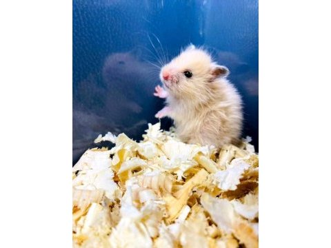 Suriye hamster yavrular ve tüm malzemeleri adrese teslim