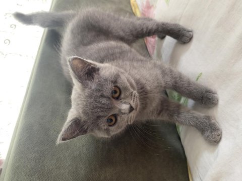 British shorthair