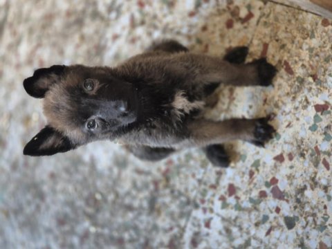 Belçika kurdu yavruları