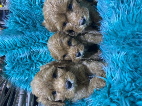 Güzel poodle bebekler yeni yuvalarını arıyor