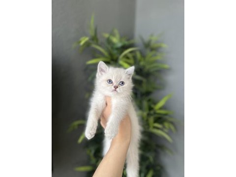 Silver point brıtısh shorthair yavrular