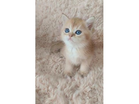 Ny serisi british shorthair bebişler