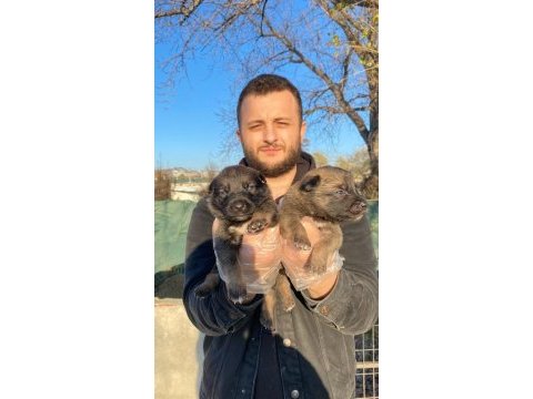 A kalite belçika kurdu yavrular