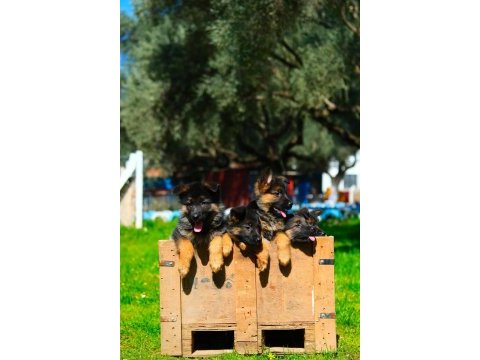 Irk ve sağlık garantili showline k9 alman kurdu yavrularımız