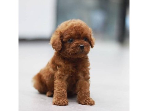 Toy poodle yavruları