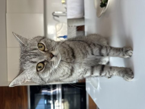 British shorthair kedimize yuva arıyoruz