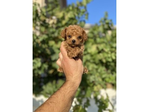 Kore toy poodle bebek köpeklerim