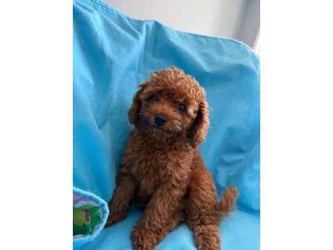 Toy poodle yavrularımız