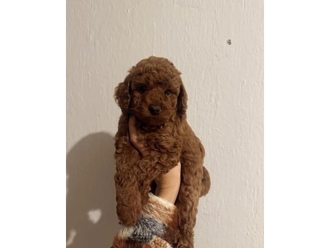Toy poodle red brown