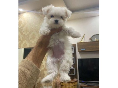 Tea cup maltese