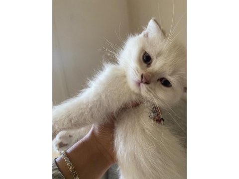 2 aylık scottish fold bebekler