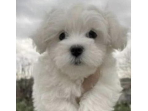 Shih tzu köpeği yavruları