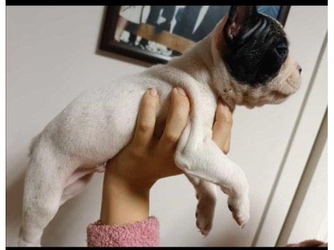 French bulldog 2 aylık