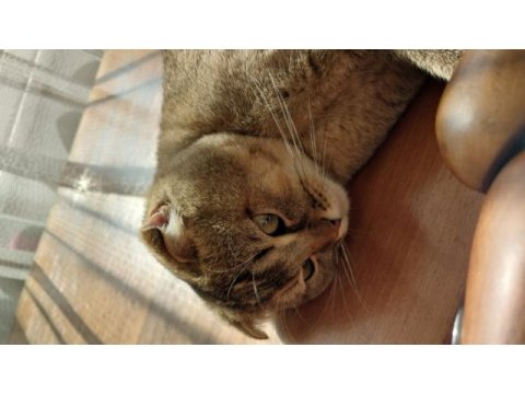 Scottish fold kedisi acil satılık