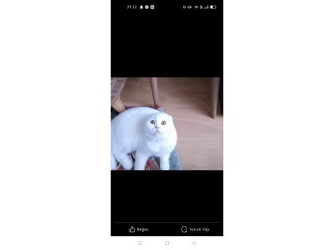 Scottish fold beyaz kedimiz