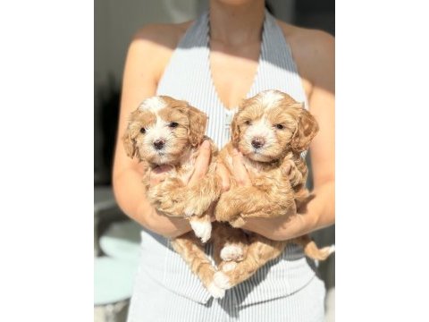 Maltipoo prensesler