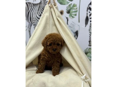 Kore kan poodle bebekler