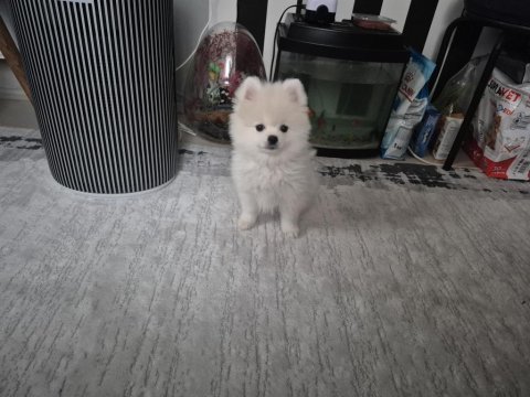 Show kalite pomeranian boo erkek yavru