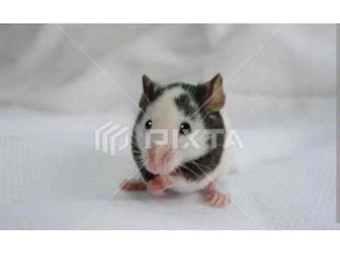 Panda mice