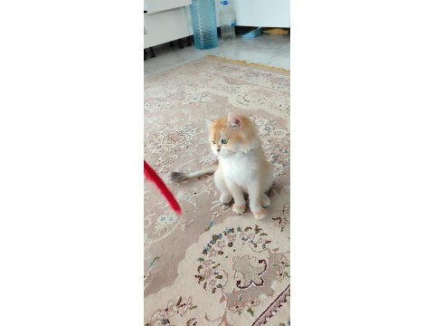 Ny12 golden full şecereli british longhair