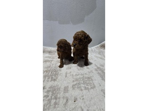 Dark brown kore poodle bebekler