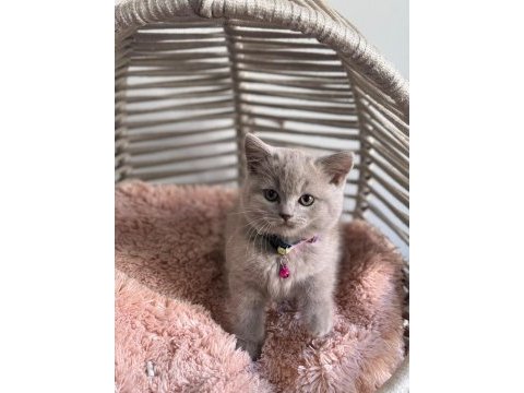 A kalite ayıcık british shorthair yavrular