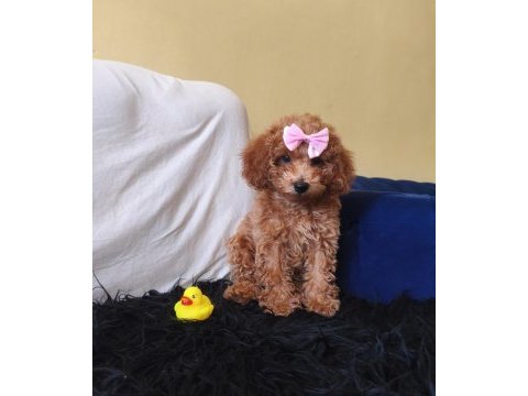 Poodle peluş bir kız