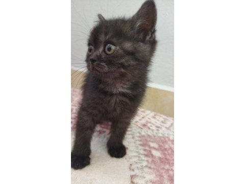 Yavrumuz yeni yuvasını bekliyor british shorthair