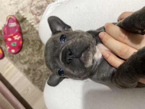French bulldog yavrular