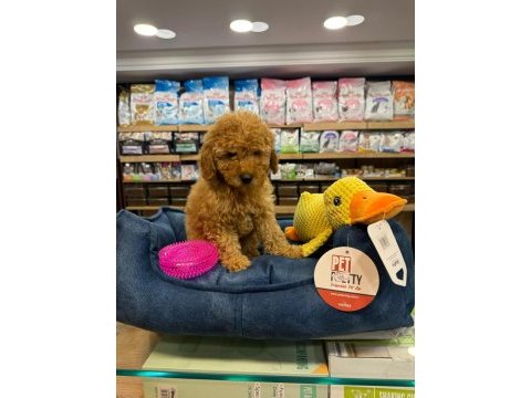 Orj. babyface poodle bebeklerimiz
