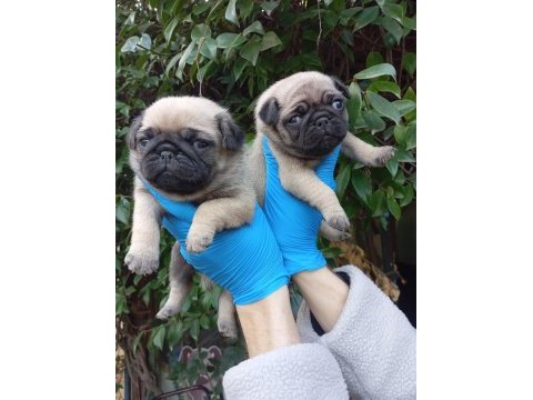 A kalite pug mops sıfır burun bebekler