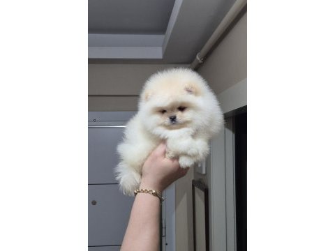 Üst kalite orijinal ırk ayıcık yüz pomeranian boo