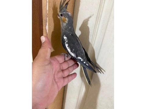 Evinize maskot 50 günlük grey sultan bebek