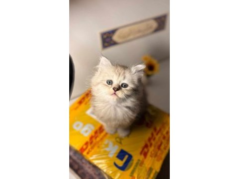 Erkek yavru british longhair