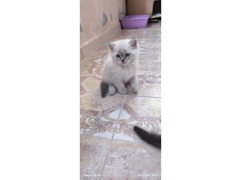 Güzeller güzeli scottish fold yavrularımız